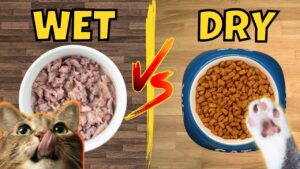 Read more about the article Dry or Wet cat food 1: Which one is better for your cat