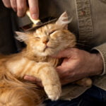 Cat Grooming Mastery:Essential Cat Grooming Tips