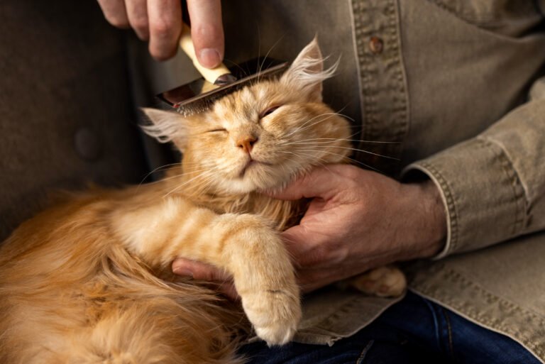 cat grooming