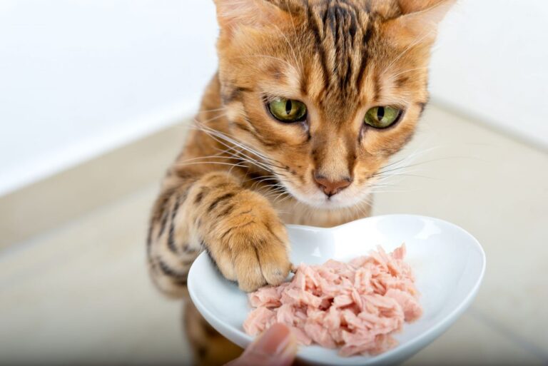 raw cat food